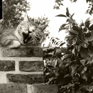 el gato